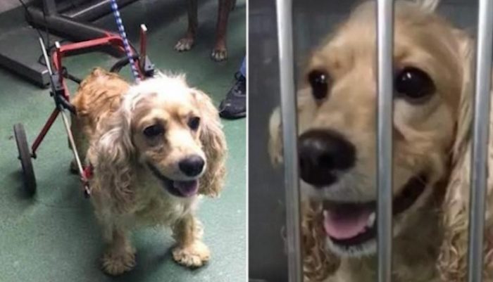 Paralyzed Dog's Family Dump Her at Shelter and Take Her Wheelchair With Them