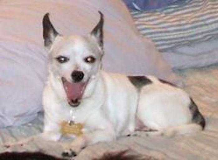 Elderly Chihuahua Was Fated to be With Her Rescuer