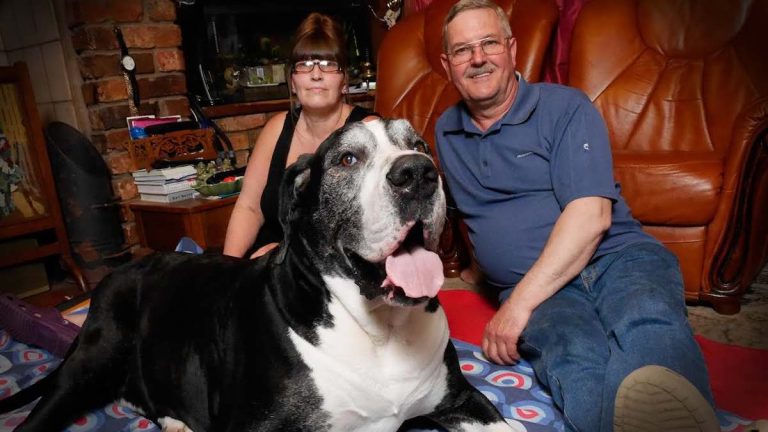 Husband Shocked When Their Tiny ‘Terrier’ Turns Out to Be Giant Great Dane