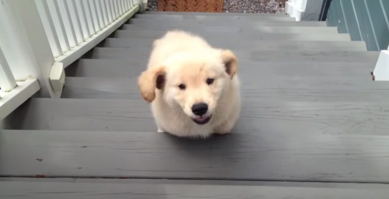 Golden Retriever Puppy’s First Days Home