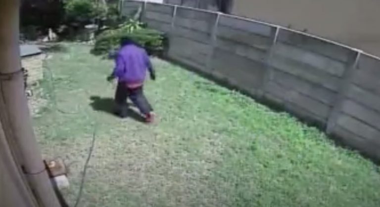 Burglar Chased from Home by Tiny Yorkshire Terrier