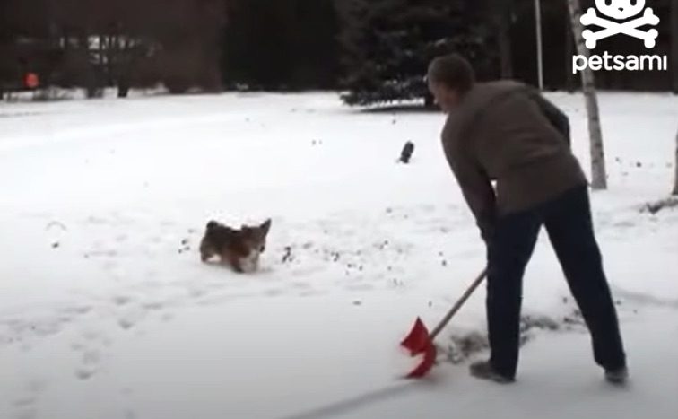 Acrobatic Corgi Helps His Dad Shovel Snow