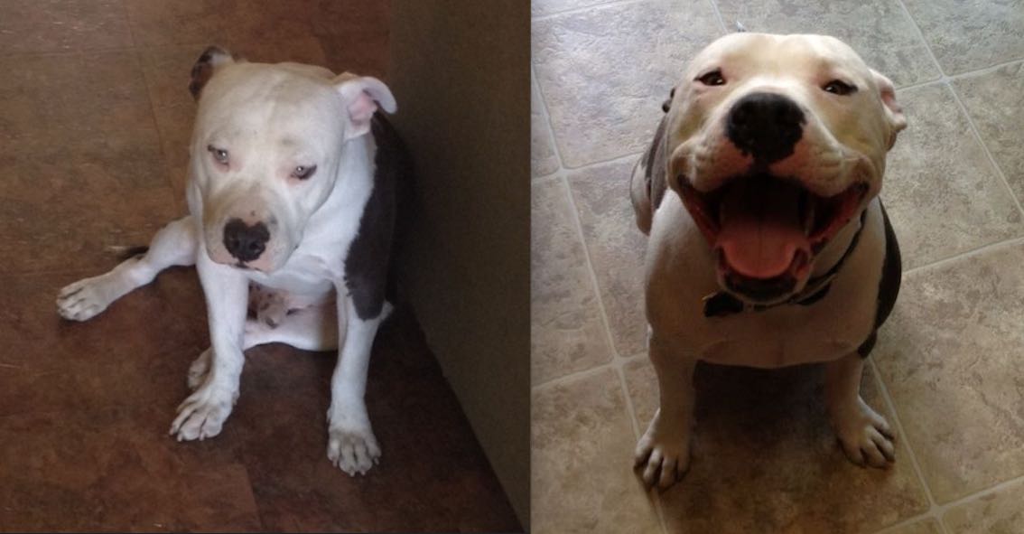 Pit Bull Expresses His Feelings Every Time His Dad Leaves and Comes Home