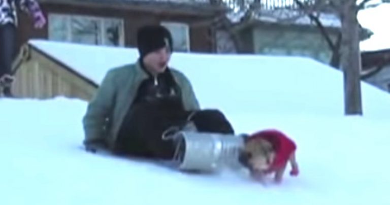 Smart French Bulldog Takes Dog Sledding to a Whole New Level
