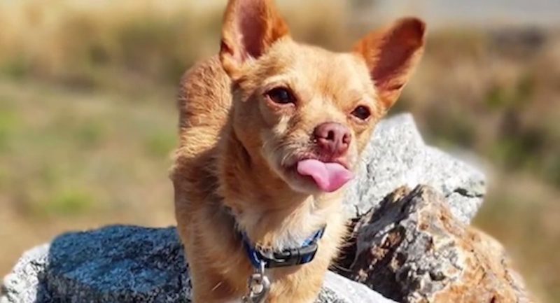 Chihuahua Nicknamed ‘Eddie the Terrible’ Adopted After Brutally Honest (but Funny) Ad Posted