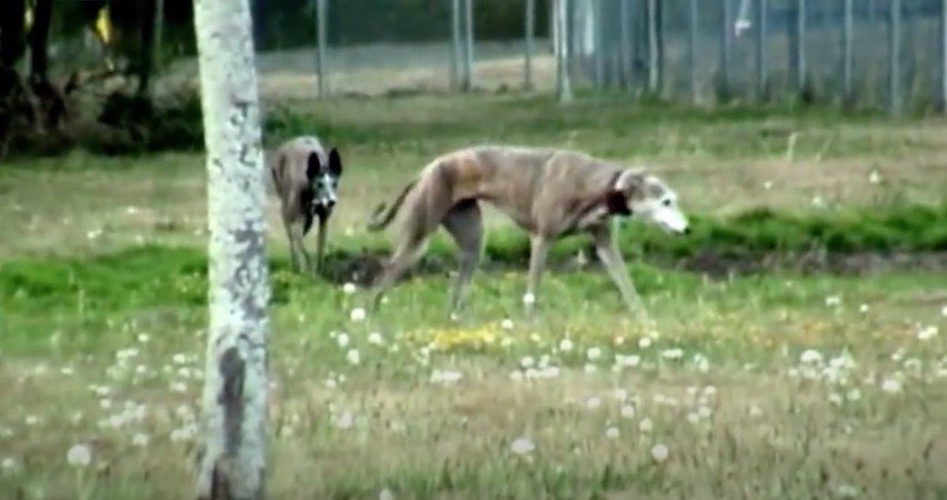 Unsuspecting Greyhound Gets Stalked by Her Friend