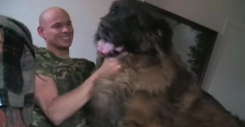 One of The Biggest Dogs in the World Loves to Give Kisses