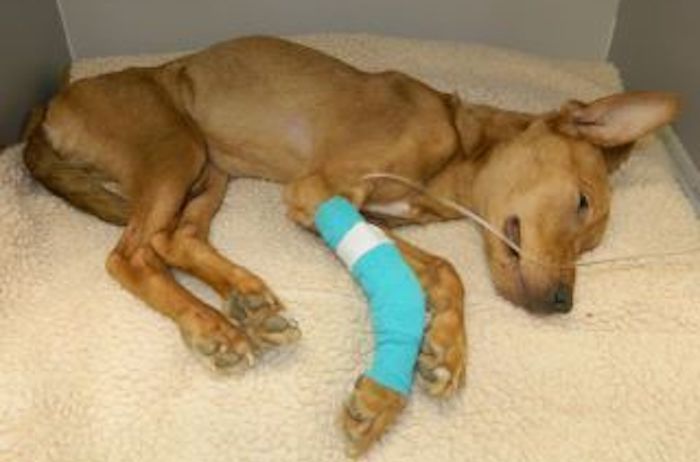 Dog Rescuer Helps Dog with Auto-immune Disease Defy the Odds
