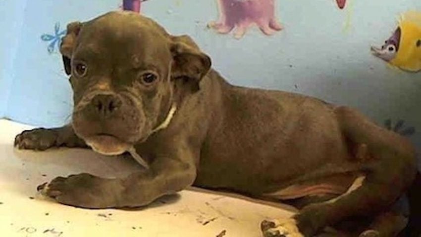 Inbred Pit Bull Puppy Escapes Kill Shelter and Finds Loving Home