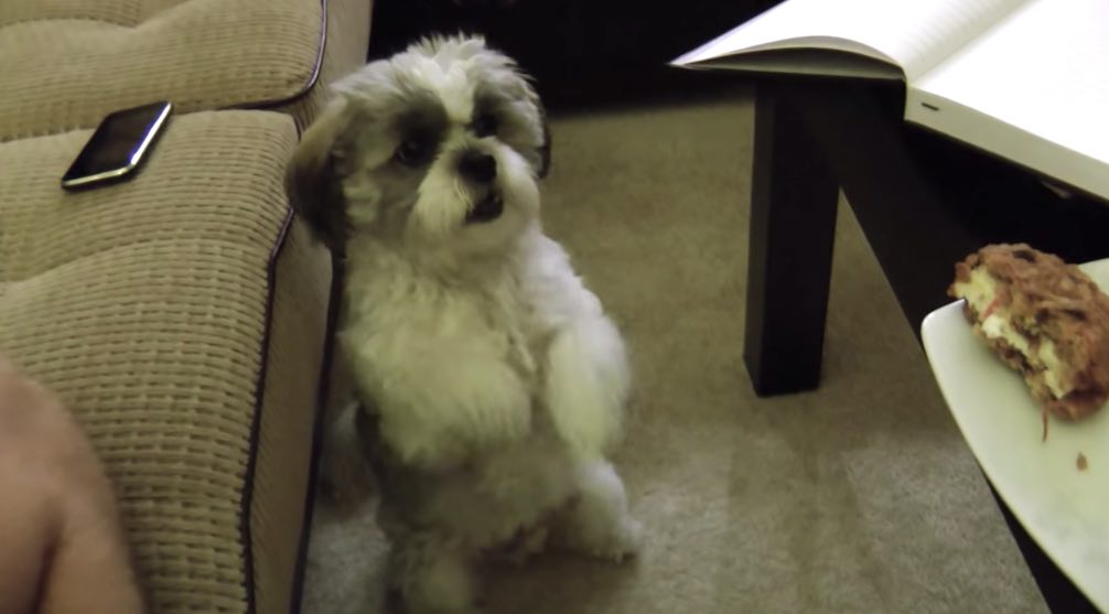 Sweet Dog Turns on the Charm to Ask for a Cookie