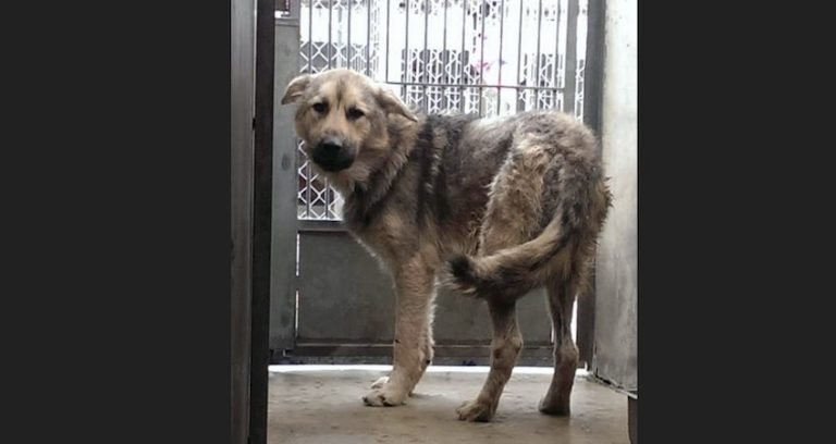 When Seconds Count, A German Shepherd Rescue