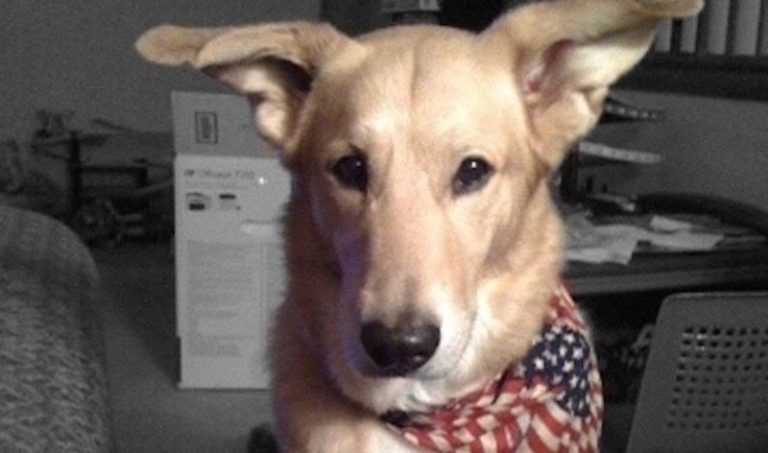 From Bait Dog to Best Friend, A Puppy’s Rescue