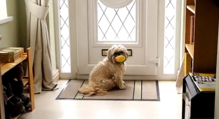 Naughty Shih Tzu Waits for Mail to Be Delivered