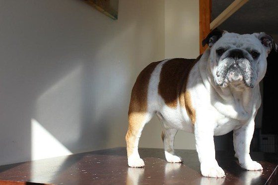 Hammie the Bulldog loves people and animals
