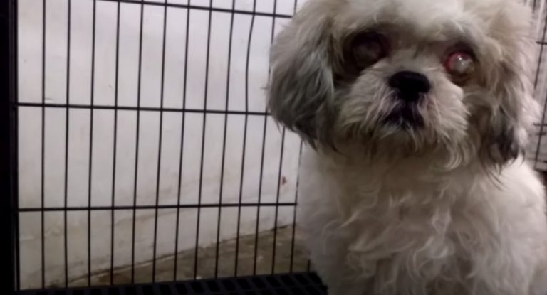Christmas of Abandonment, Then Love and Giving for Dog Left Outside Shelter