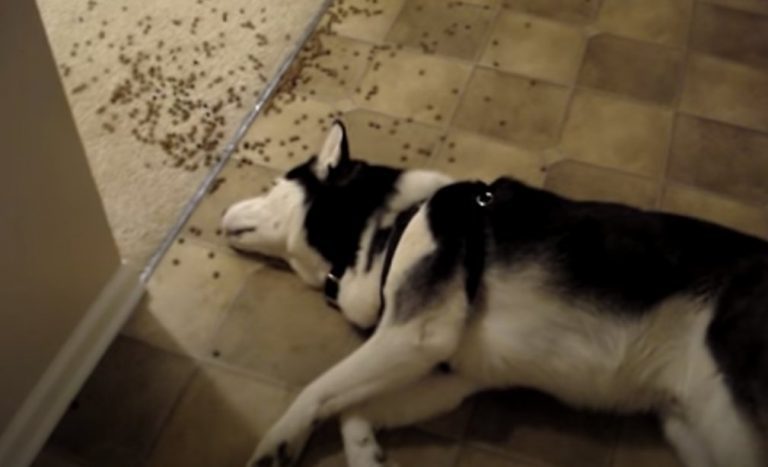 Husky Eats Spilled Food Sleepily Off the Floor
