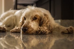 Mitral Valve Disease in Dogs: Symptoms and Treatment Options