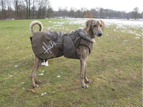 Doggie with his winter coat