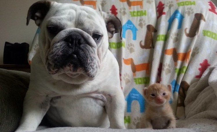 Sweetest English Bulldog Loves His Foster Kittens (PHOTOS)