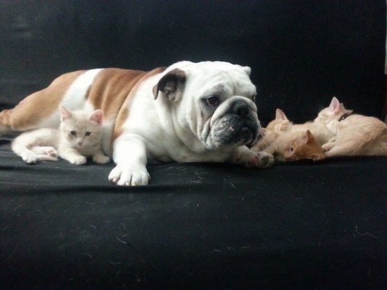 Hammie the Bulldog helped foster some kittens