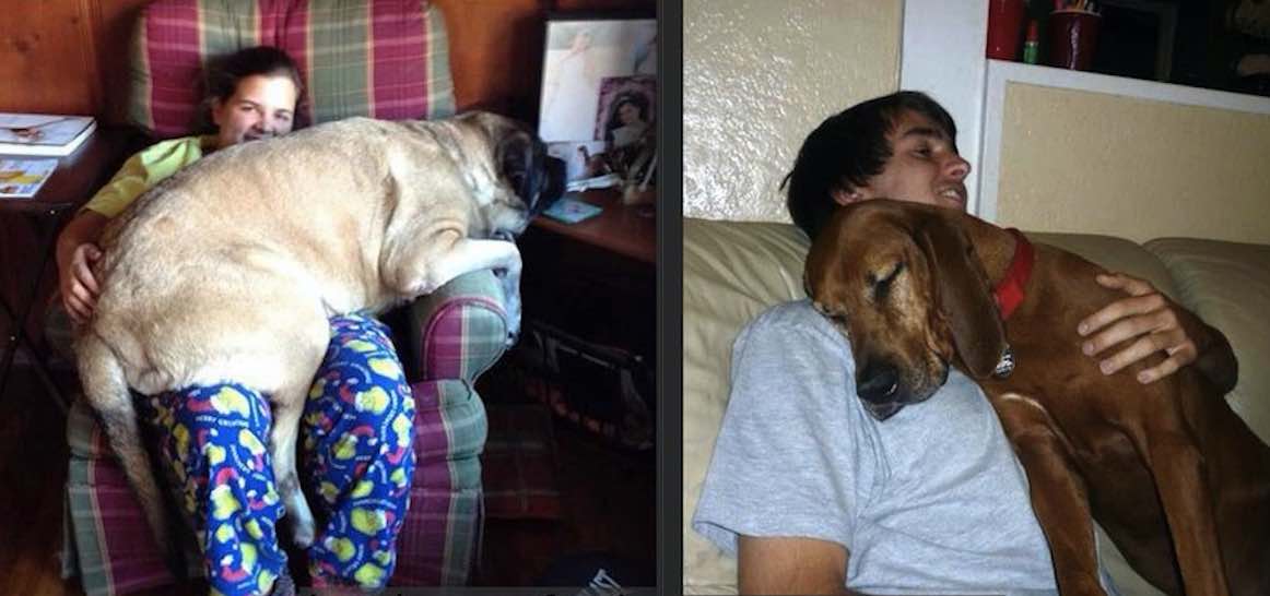 16 Big Dogs Who Just Want to Sit in Their Human’s Laps