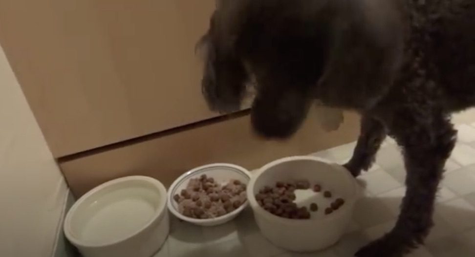 Fussy Poodle Prepares His Dinner His Very Special Way