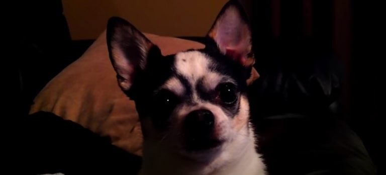 Chihuahua Misses His Doberman Sister Away at Hospital