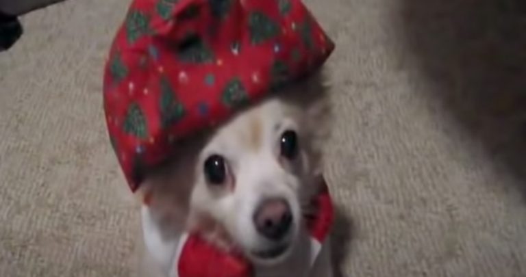 Pets Sing Their Funny Version of ‘Deck the Halls’