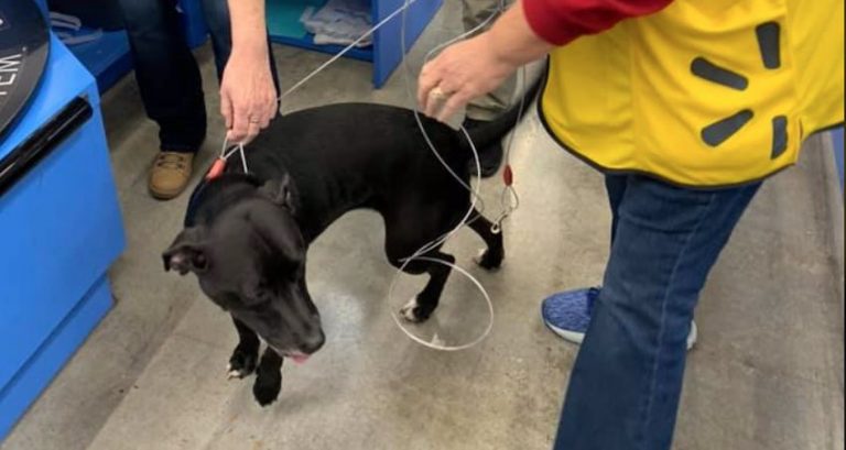 Dog Tracks Down Her Owner At Walmart Three Weeks After Disappearing