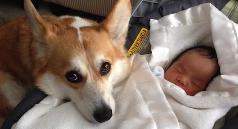 Sweet Corgi Lovingly Keeps Watch Over Newborn Baby