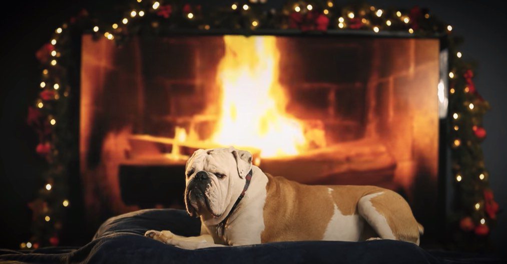 Yule Dogs – Relaxing Holiday Videos of Dogs in front of the Fireplace
