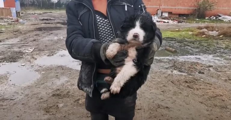 Abandoned Puppy Rescued in Place Full of Garbage