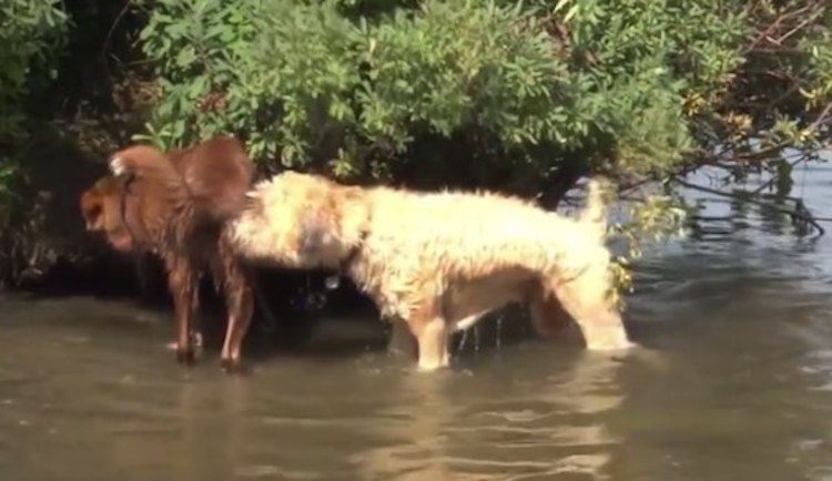 The Reasons Why Dogs Smell Each Other’s Butts