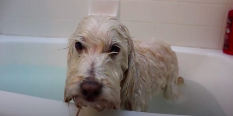Dog Has Funny Drying Off Routine After a Bath