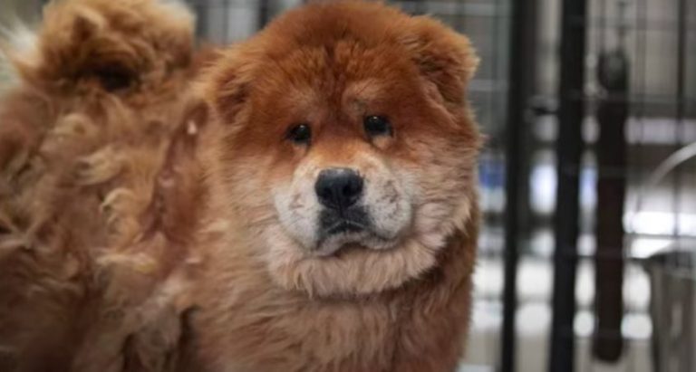 Chow Chow Freed From Puppy Mill and His Painfully Matted Fur
