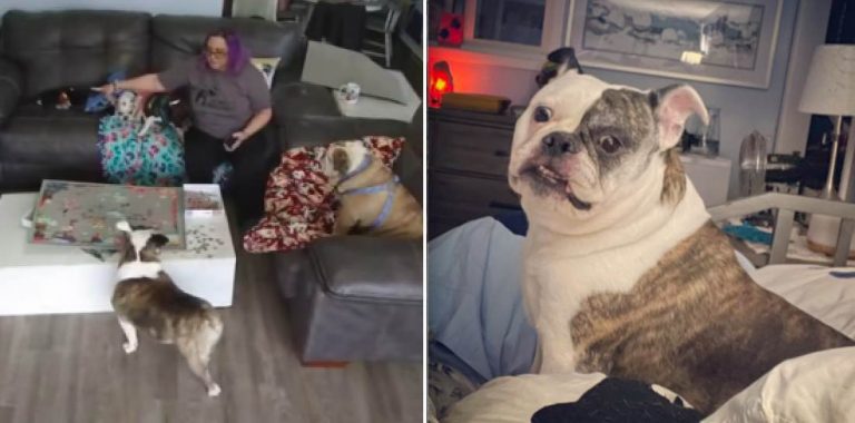 Bulldog Shows Her Foster Mom She is Not a Fan of Puzzles