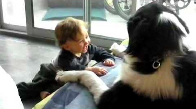 Toddler Giggles with his Newfoundland Dog