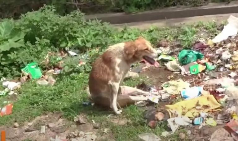 Paralyzed Dog Found With Legs Tied Growls At Rescuers, But Their Patience Pays Off