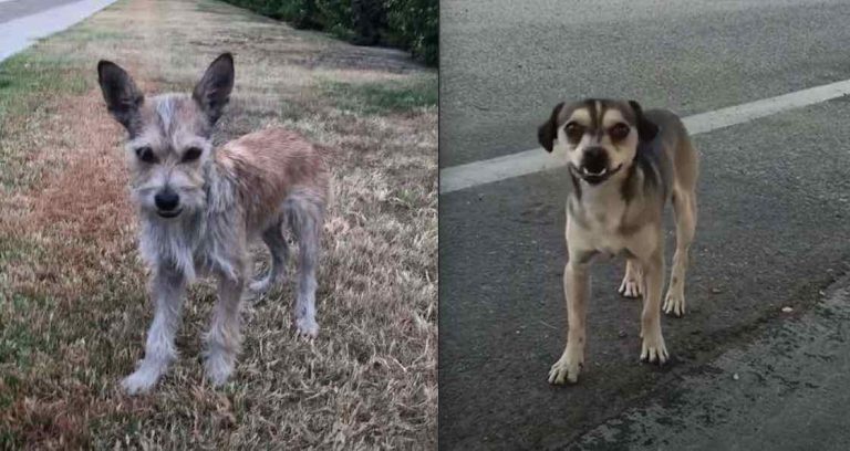 Rescuer Fails To Catch Two Stray Dogs, Then Gets Unexpected Help