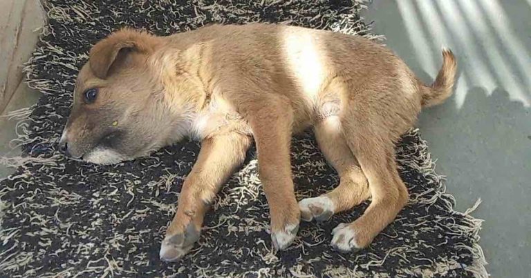 Puppy Tries To Greet Her Rescuers But Her Deadly Wounds Stop Her