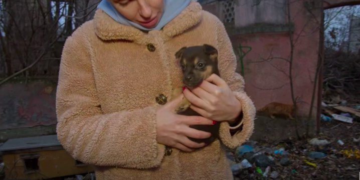 Tiny Abandoned Puppy Found Living Among Stray Cats