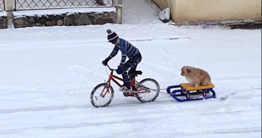 Boy Takes His Dog Out For A Sled Ride In The Snow