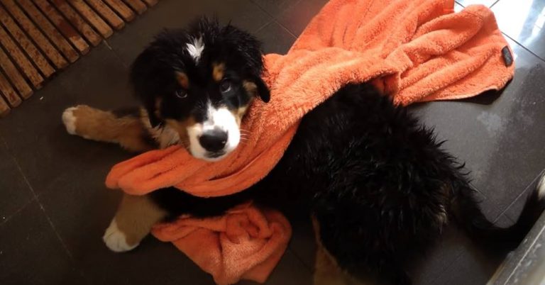 Bernese Mountain Dog Has His First Bath