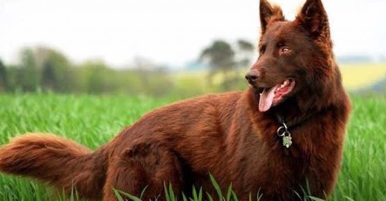 The Many Colors of German Shepherd Dogs are Simply Beautiful