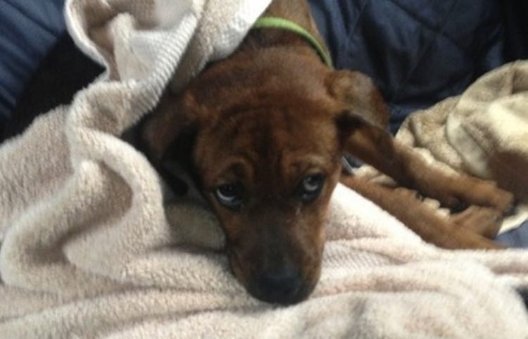 Rescued Puppy of Pregnant Dog Saved from Euthanasia Helps Family in Return