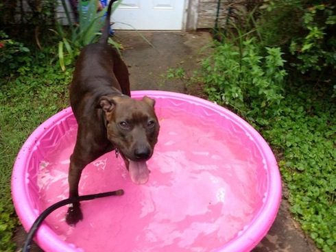 Pig Pen playing in the pool