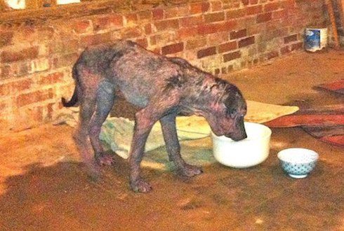 dog with mange rescued