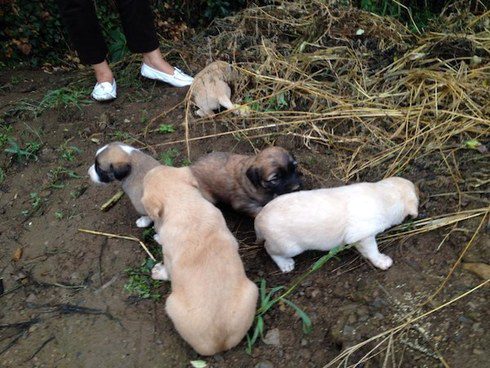 A woman found a stray dog and her puppies close to her grandfather's farm