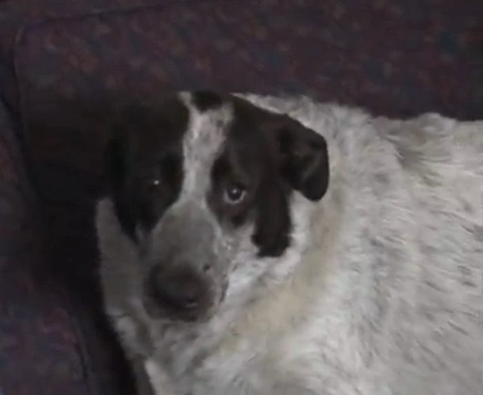 Determined Dog Breaks Open Door to Get Help for Stricken Owner