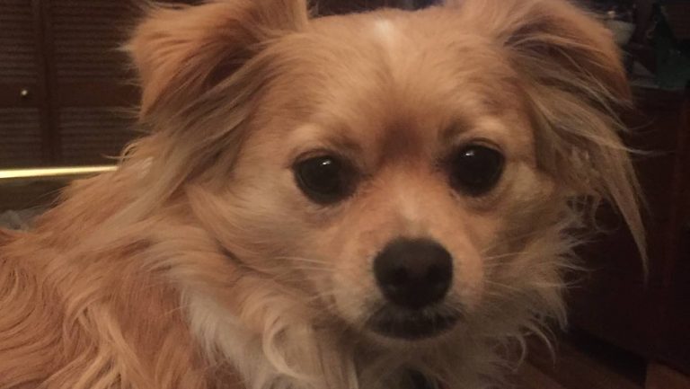 Woman Spots Tiny Puppy Huddling Under a Bush To Escape Busy Road and Hot Sun